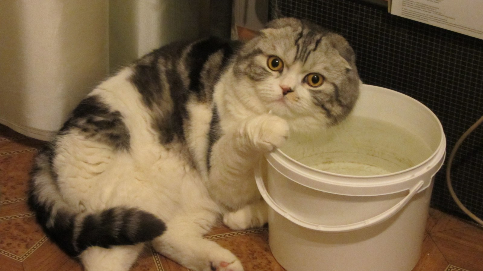 Это моя вода - Кот, Scottish fold