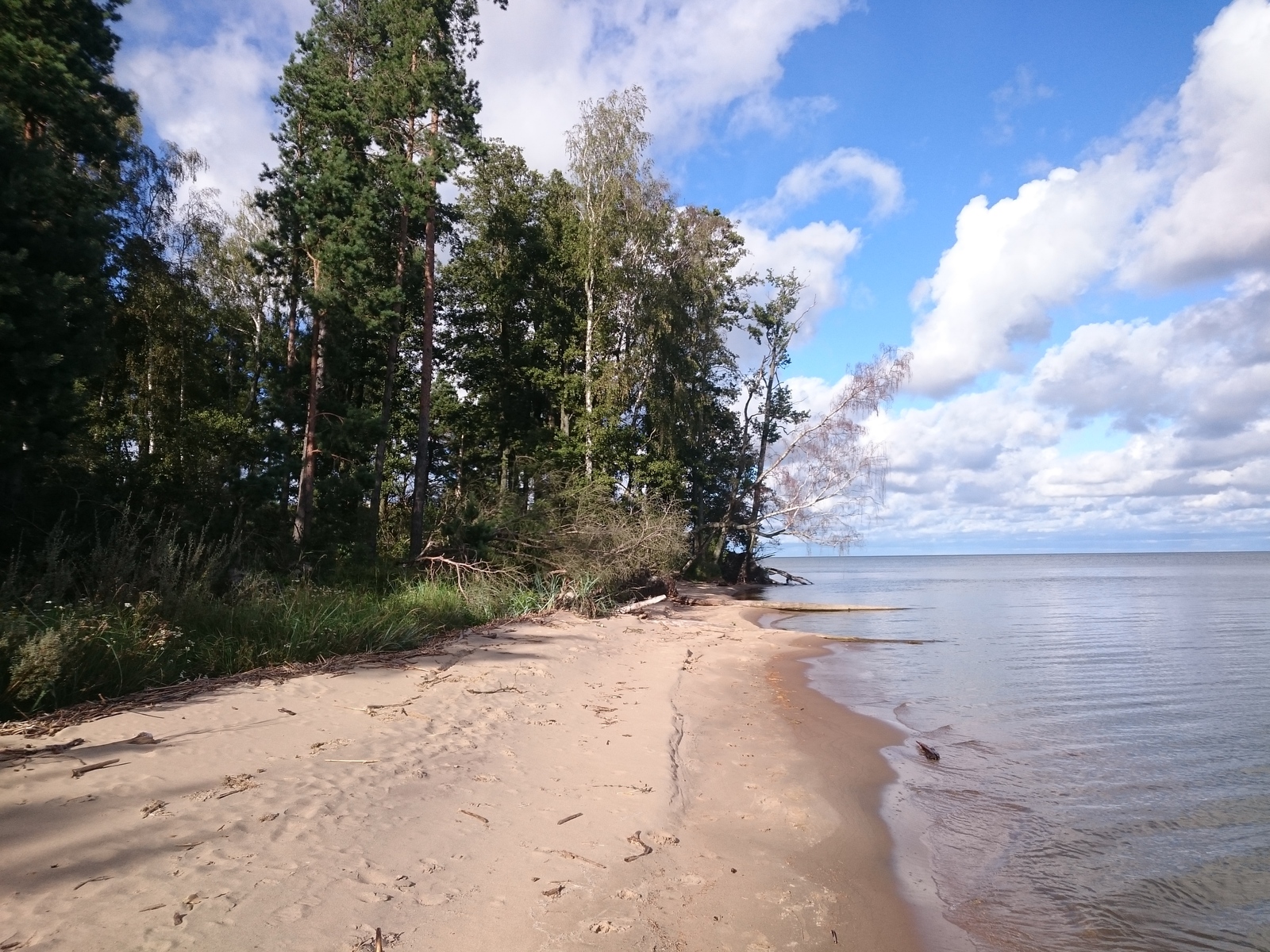 On the Curonian Spit - My, Curonian Spit, Zelenogradsk, The nature of Russia, Longpost