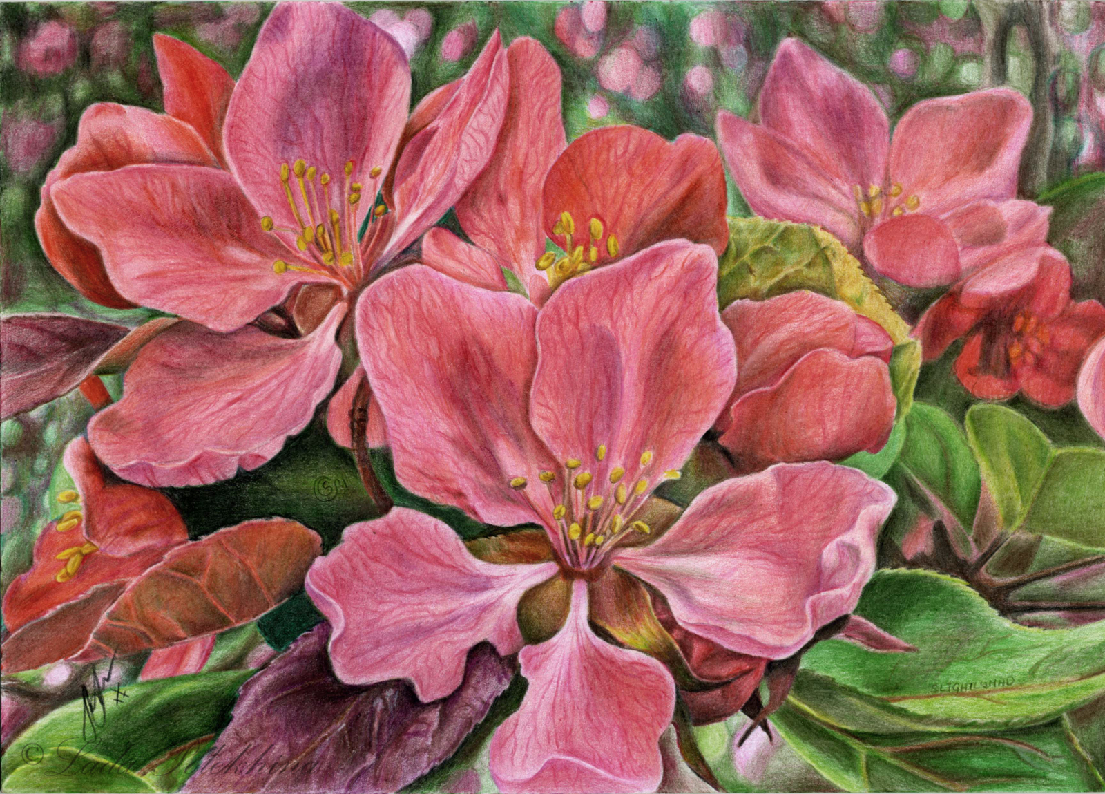 Drawing with colored pencils. - My, My, Drawing, Colour pencils, Flowers