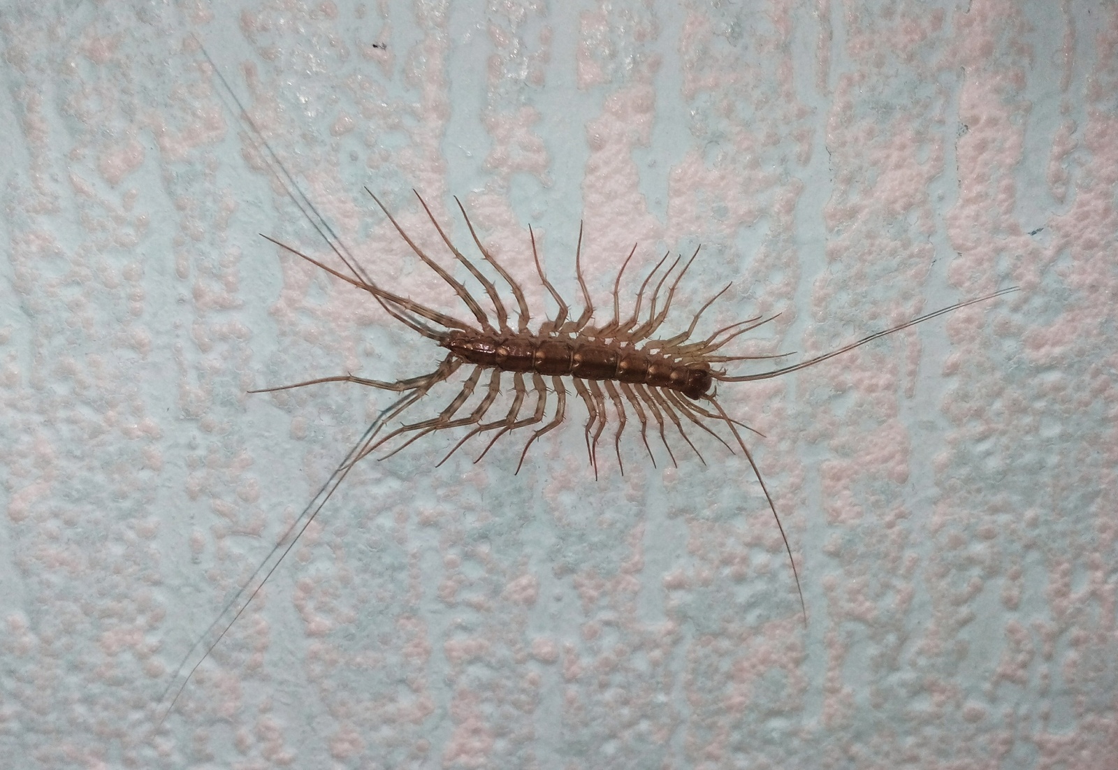 Met at uni. Who knows what kind of animal? - My, University, Insects