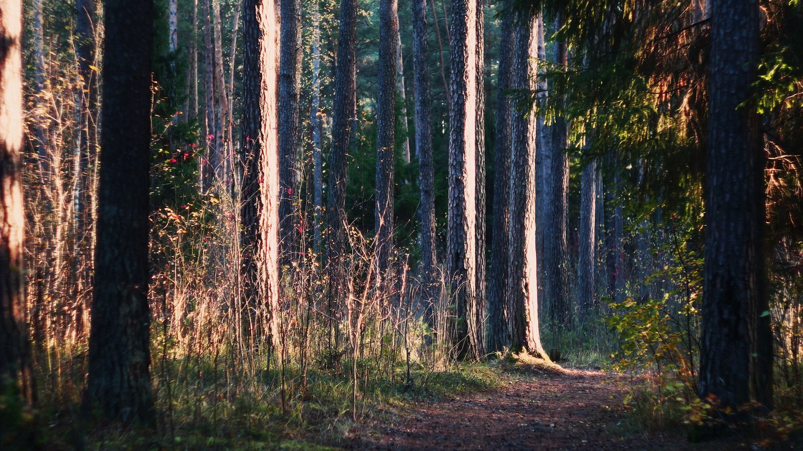 Morning in the forest - My, Forest, Photo, Autumn, My, Longpost