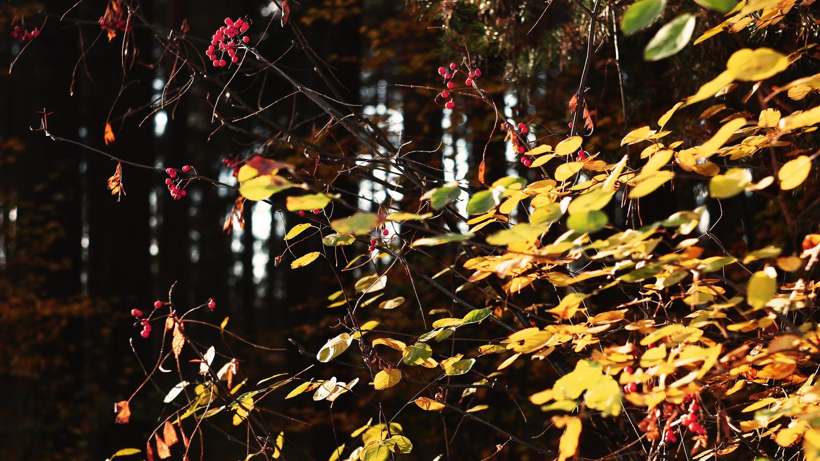 Morning in the forest - My, Forest, Photo, Autumn, My, Longpost