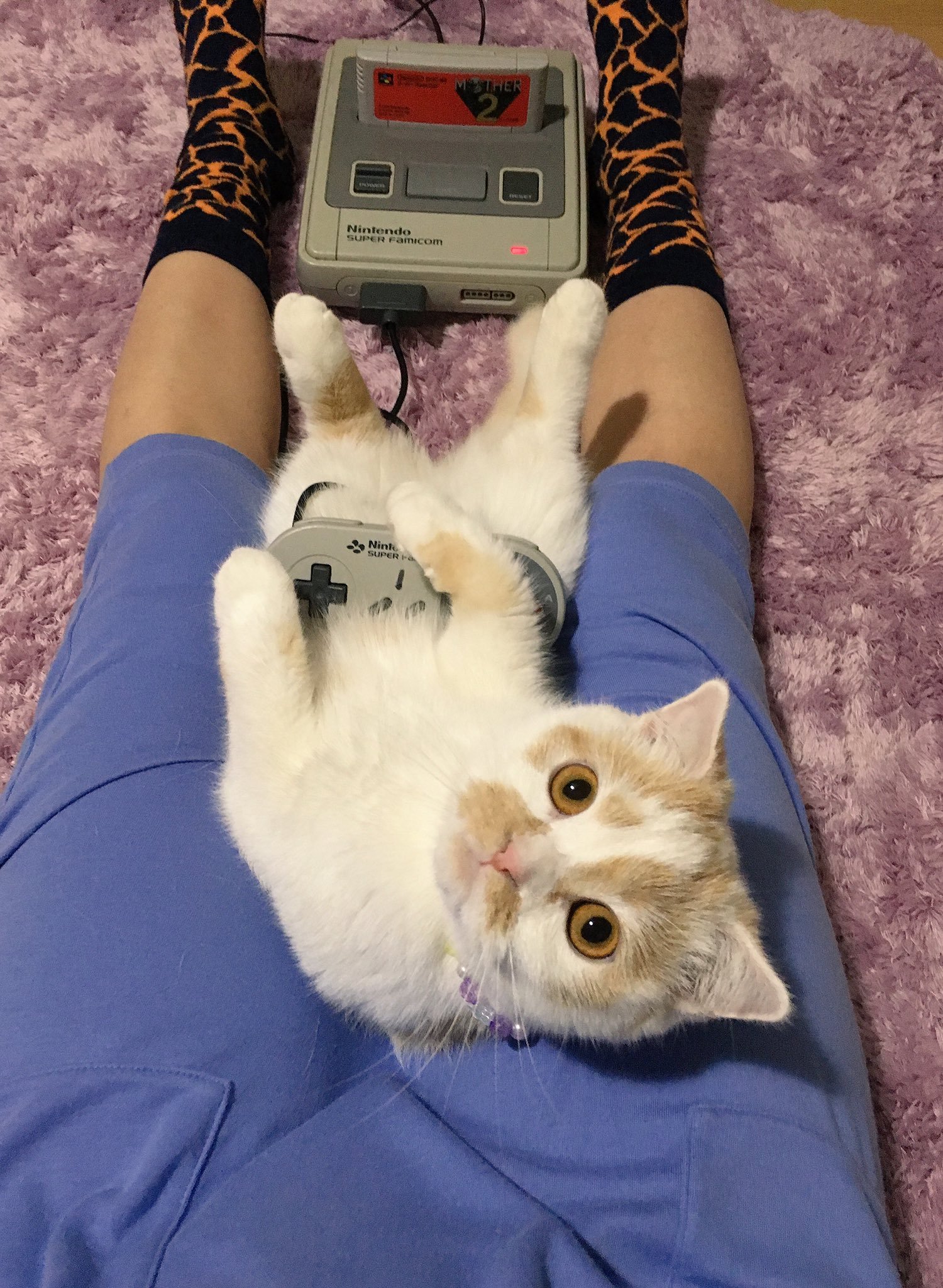 What are you looking at? Plug in a second joystick. - Photo, cat, Longpost, Milota