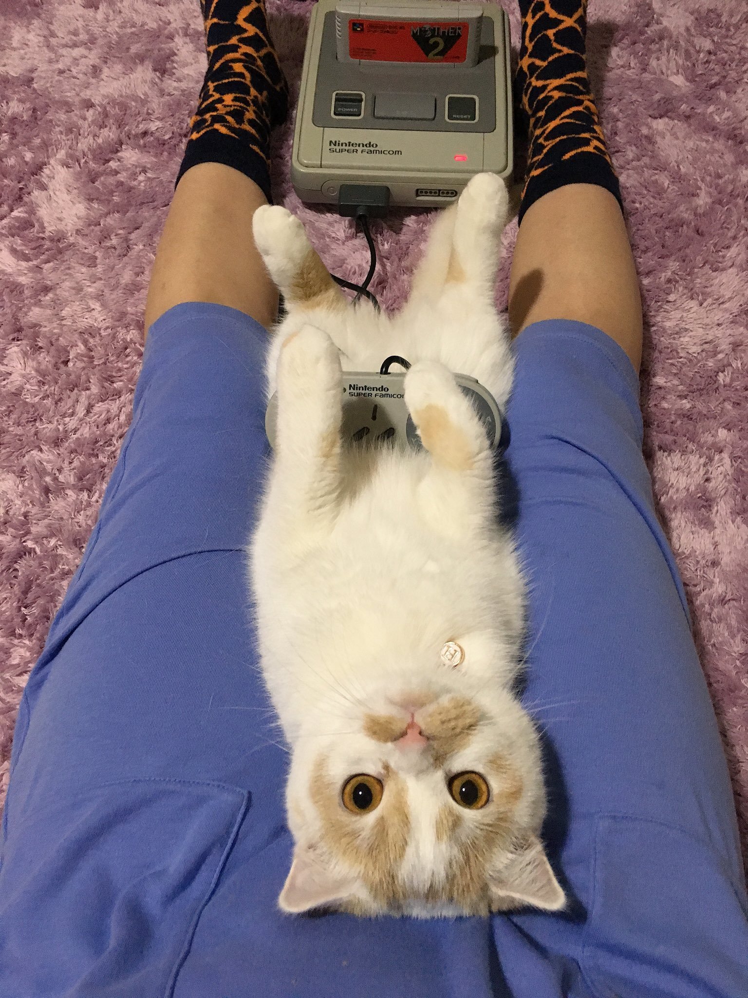 What are you looking at? Plug in a second joystick. - Photo, cat, Longpost, Milota