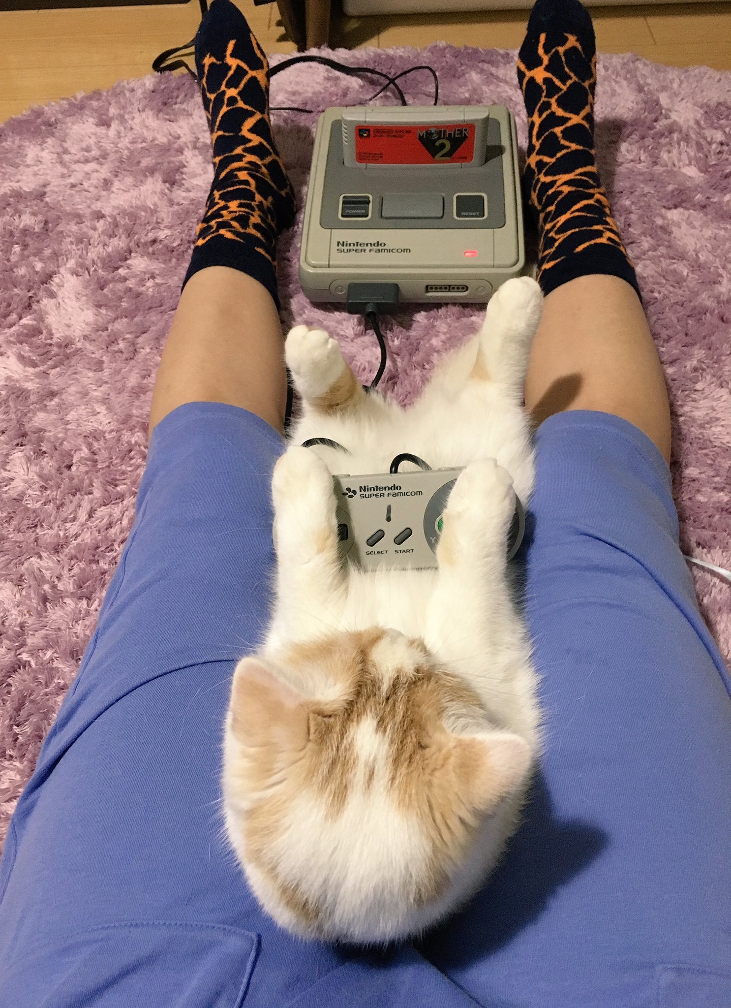 What are you looking at? Plug in a second joystick. - Photo, cat, Longpost, Milota