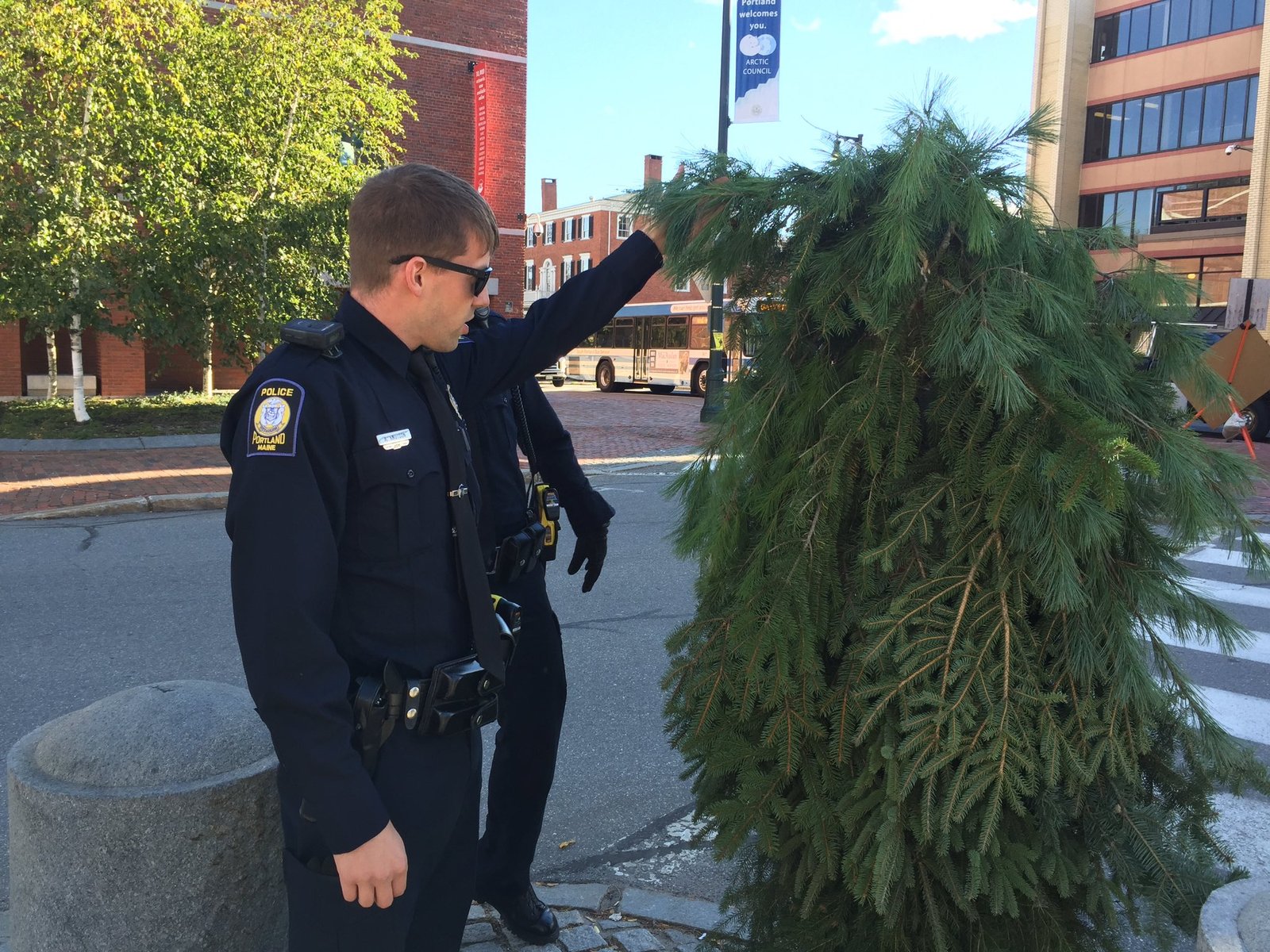 Tree man arrested in USA - USA, , Video, Longpost