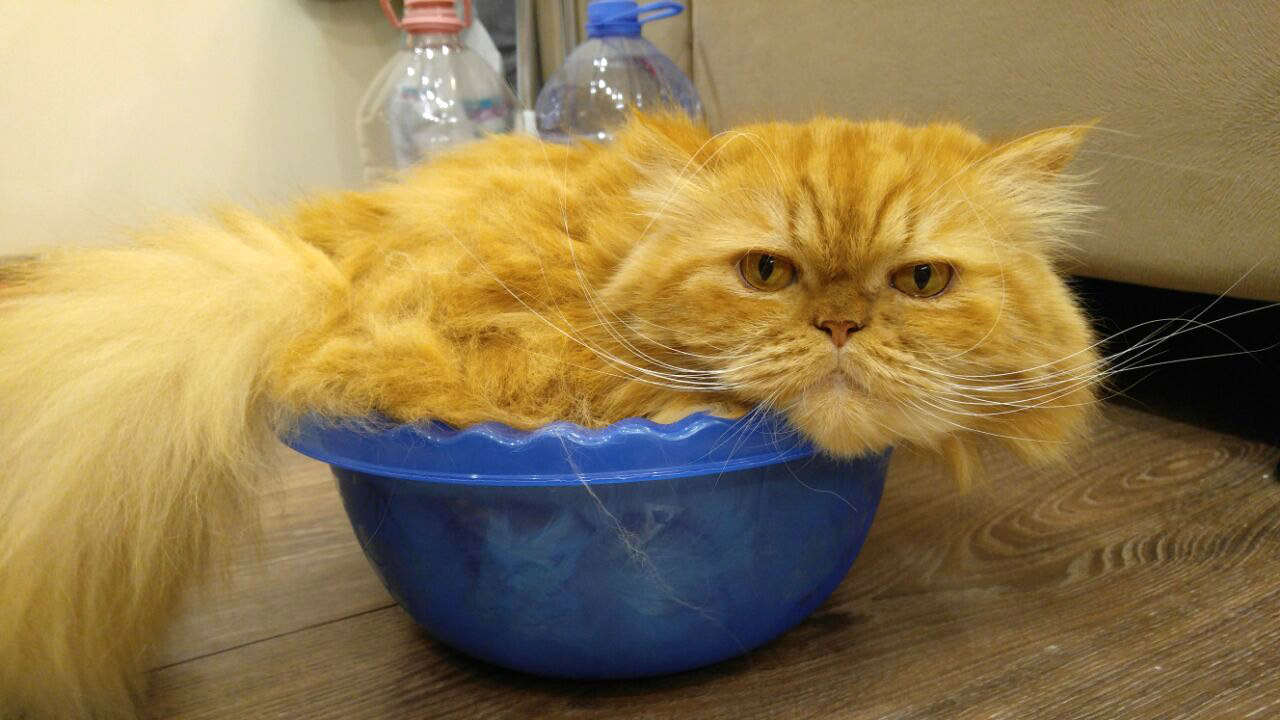 How convenient! - My, cat, A bowl, Comfort