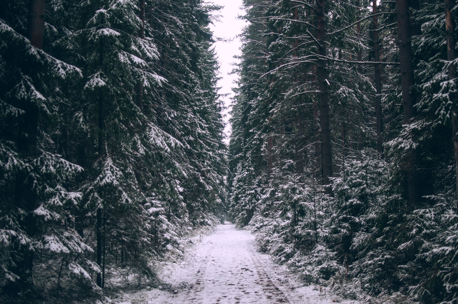 Первый снег - Моё, Лес, Фотограф, Пейзаж, Длиннопост, Комаровский берег