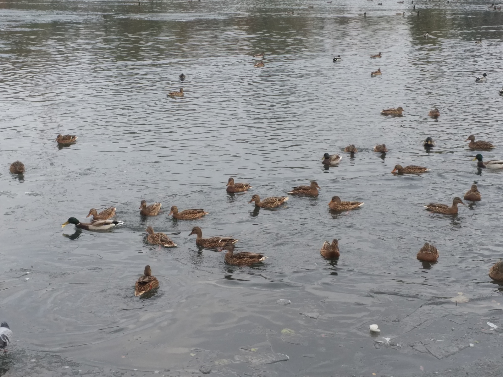 Ducks occupied the city lake, well, pigeons at the same time - My, Tomsk, Lake, Duck, Photo, Birds, Winter, Milota, Longpost