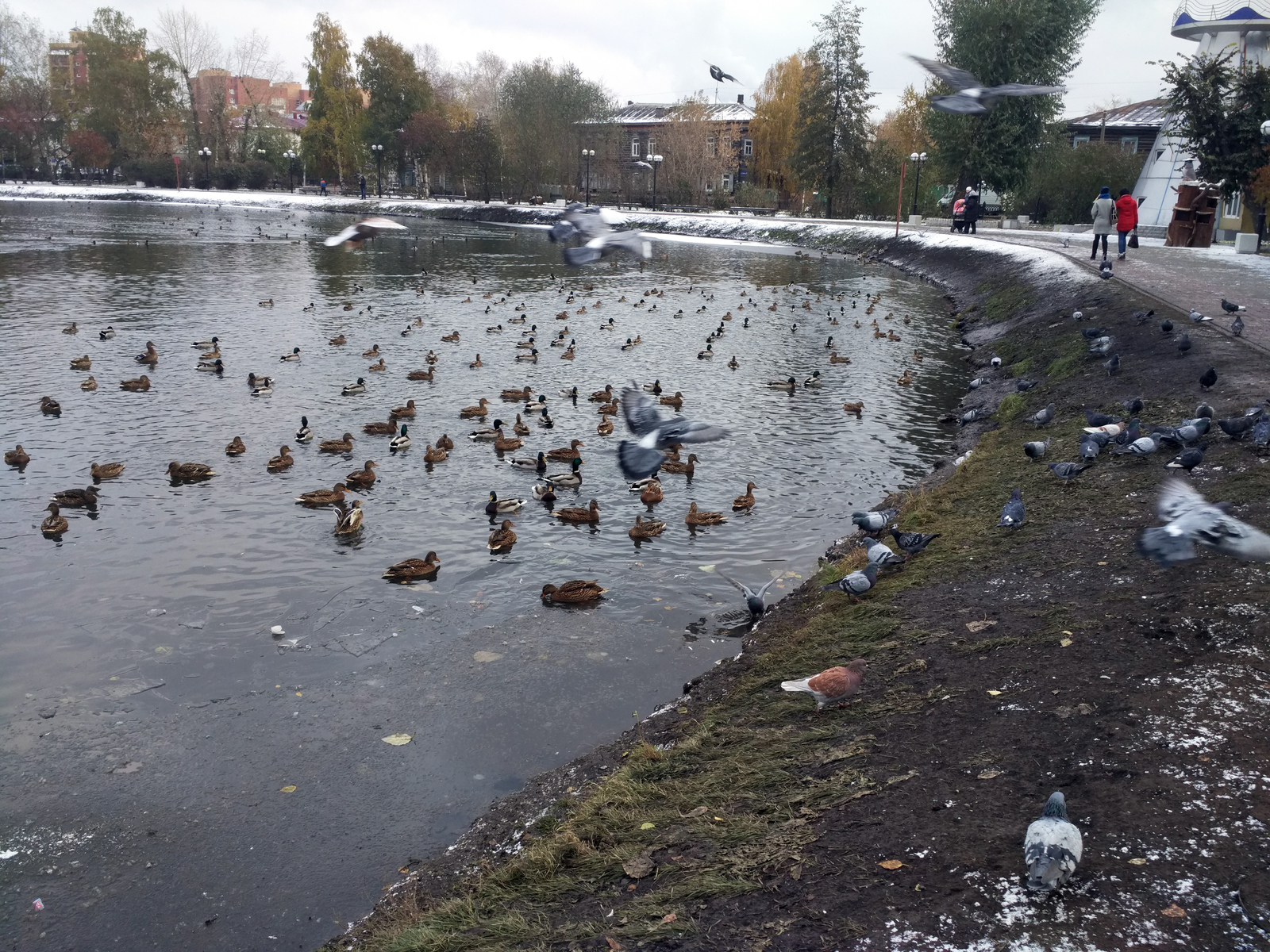 Уточки оккупировали городское озеро, ну и голуби заодно | Пикабу