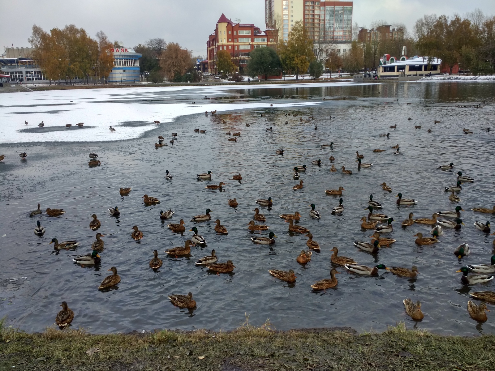 Уточки оккупировали городское озеро, ну и голуби заодно | Пикабу