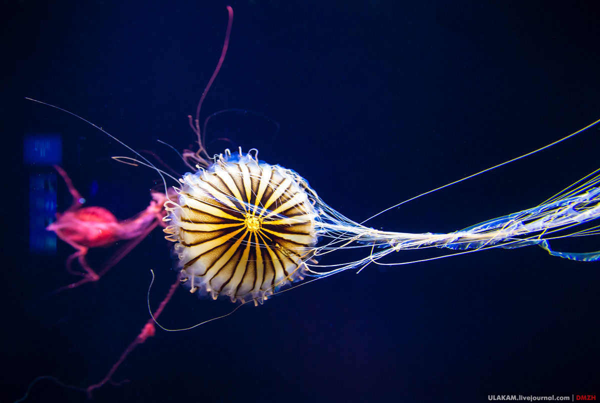 The girl in the aquarium. - My, Girl, Sea, A fish, Photo, Jellyfish, Singapore, Longpost