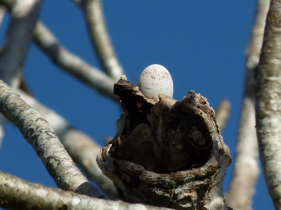 How forest nightjars nest - Nightjar, Forest nightjars, Birds, Giant Goat, Longpost