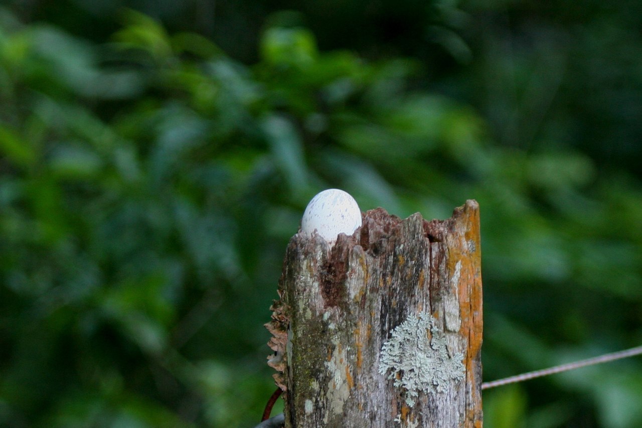 How forest nightjars nest - Nightjar, Forest nightjars, Birds, Giant Goat, Longpost