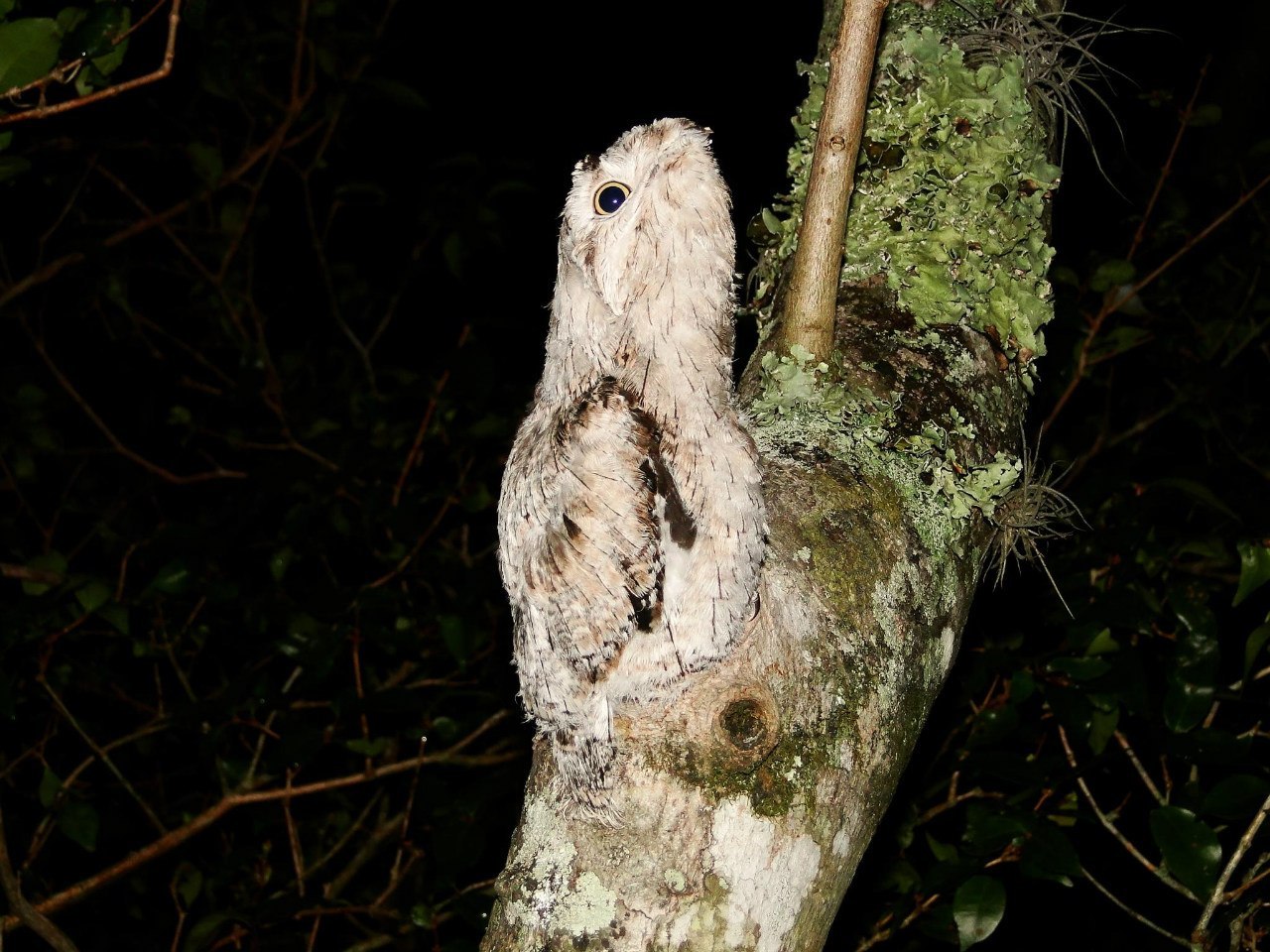 How forest nightjars nest - Nightjar, Forest nightjars, Birds, Giant Goat, Longpost