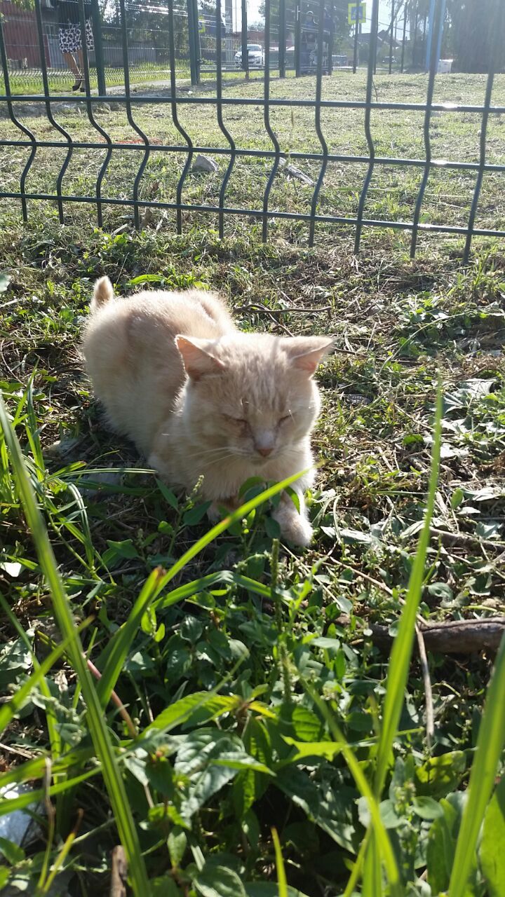 Cats of the Krasnodar Territory - My, cat, Walk, Longpost