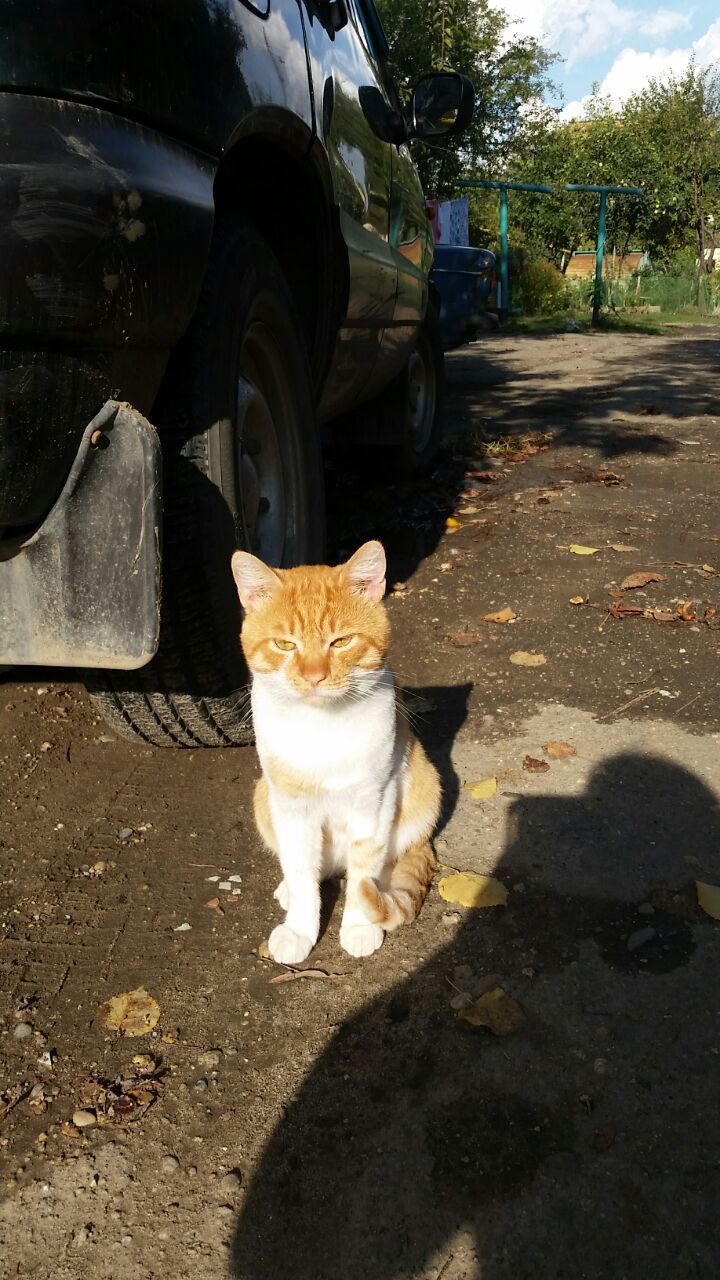 Cats of the Krasnodar Territory - My, cat, Walk, Longpost