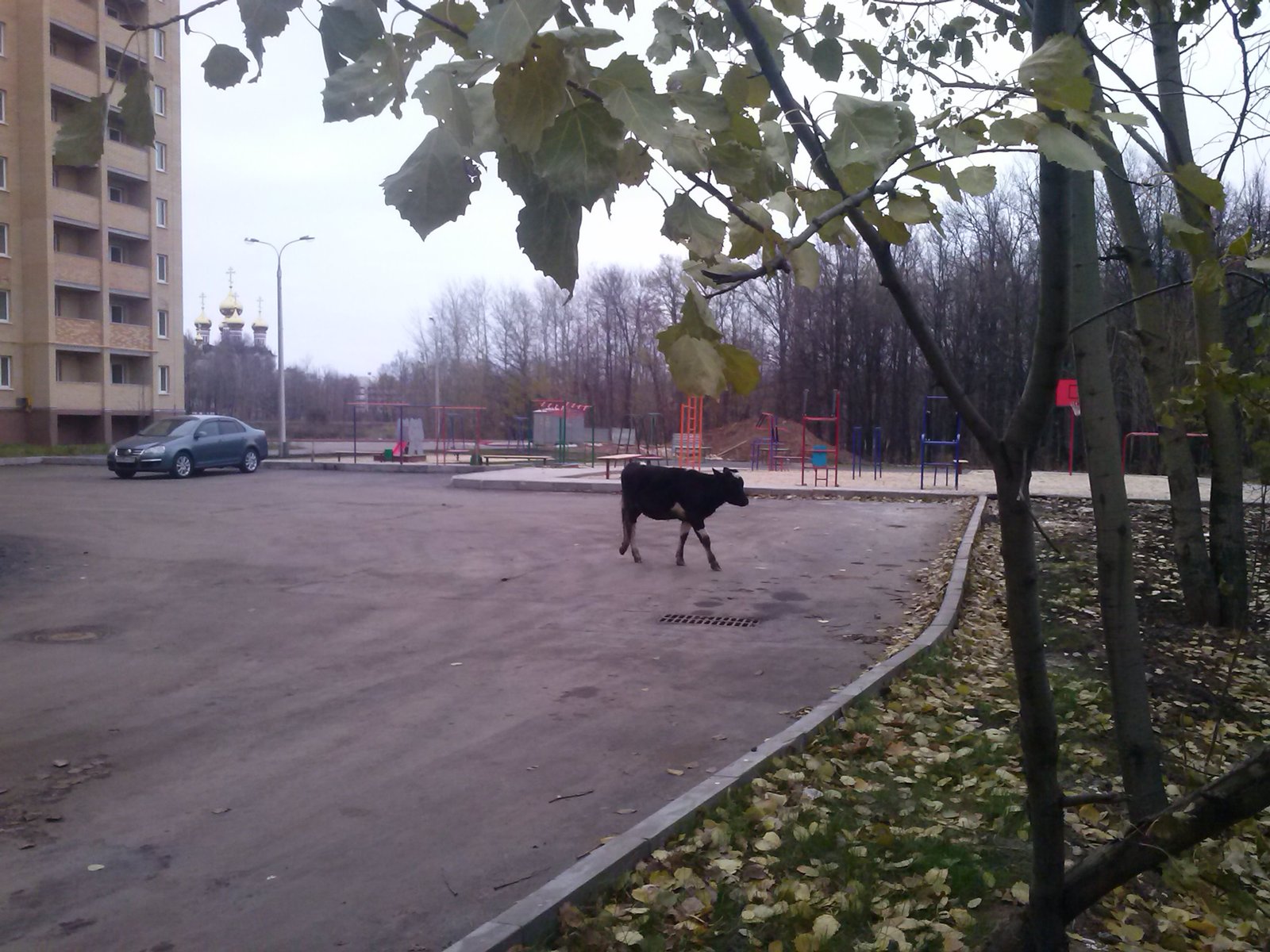 Практически центр города Чебоксары. Возвращение к природе. - Моё, Чебоксары, Животные, Природа, Длиннопост