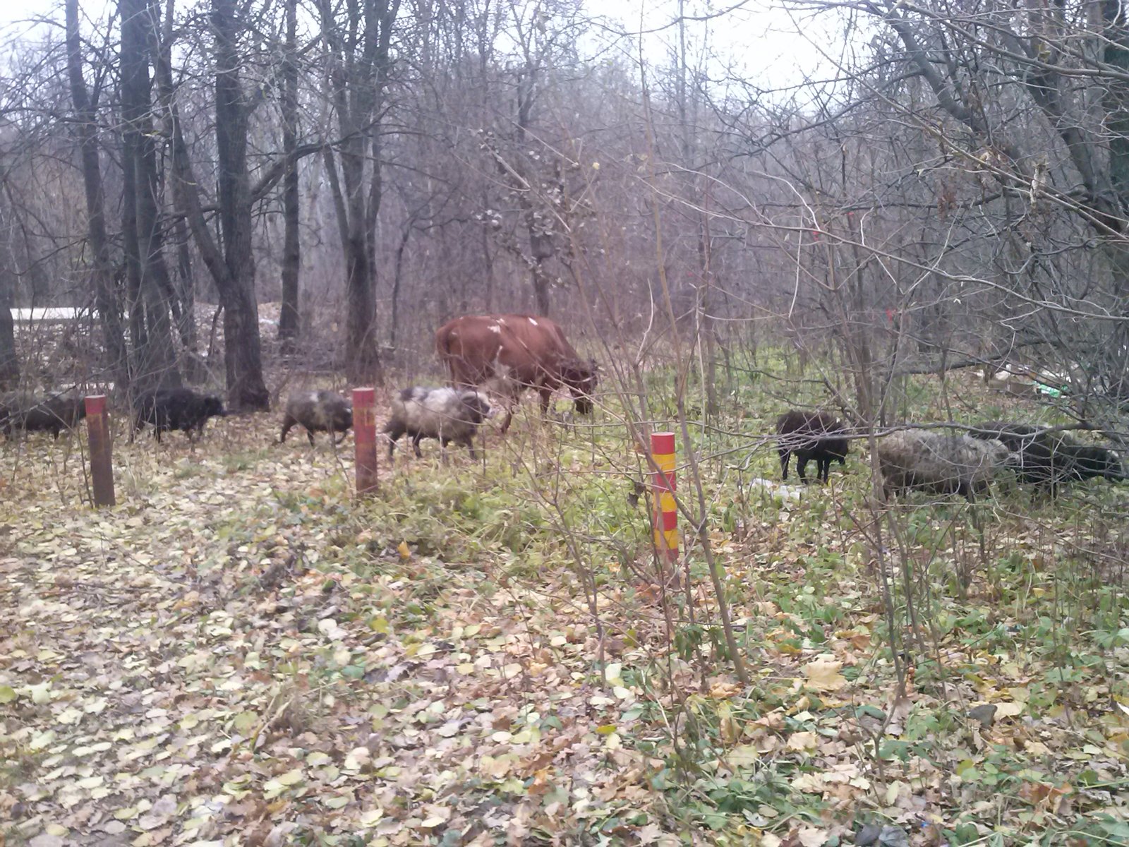 Almost the center of the city of Cheboksary. - My, Cheboksary, Animals, Nature, Longpost