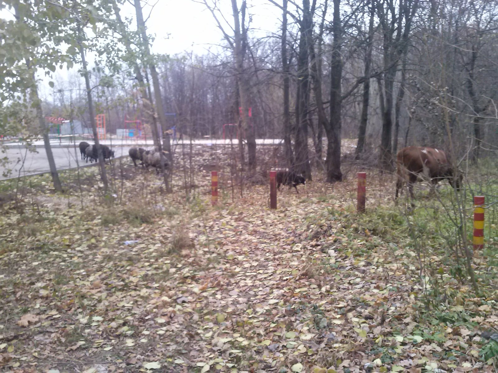 Almost the center of the city of Cheboksary. - My, Cheboksary, Animals, Nature, Longpost