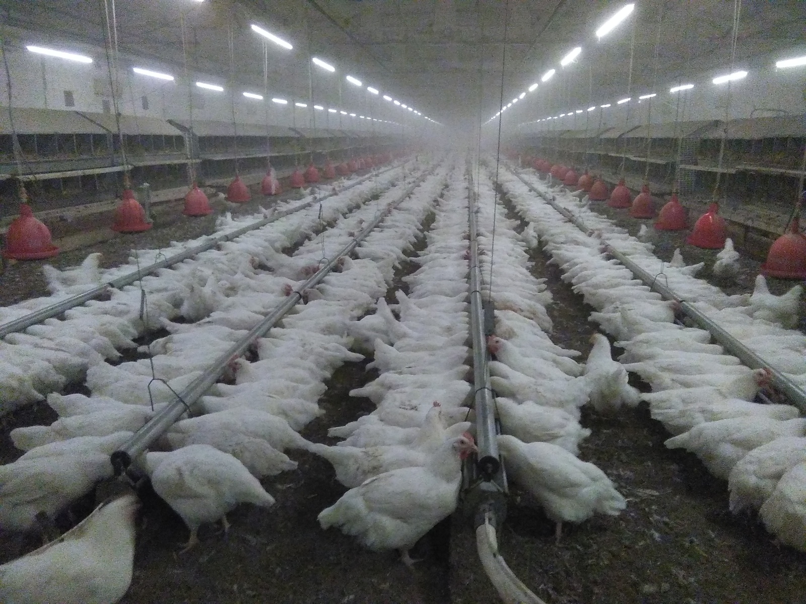 Perfectionistic chicken feeding. - My, Poultry farm, Food, Ryaba chicken, Eggs, Hen, Poultry farm