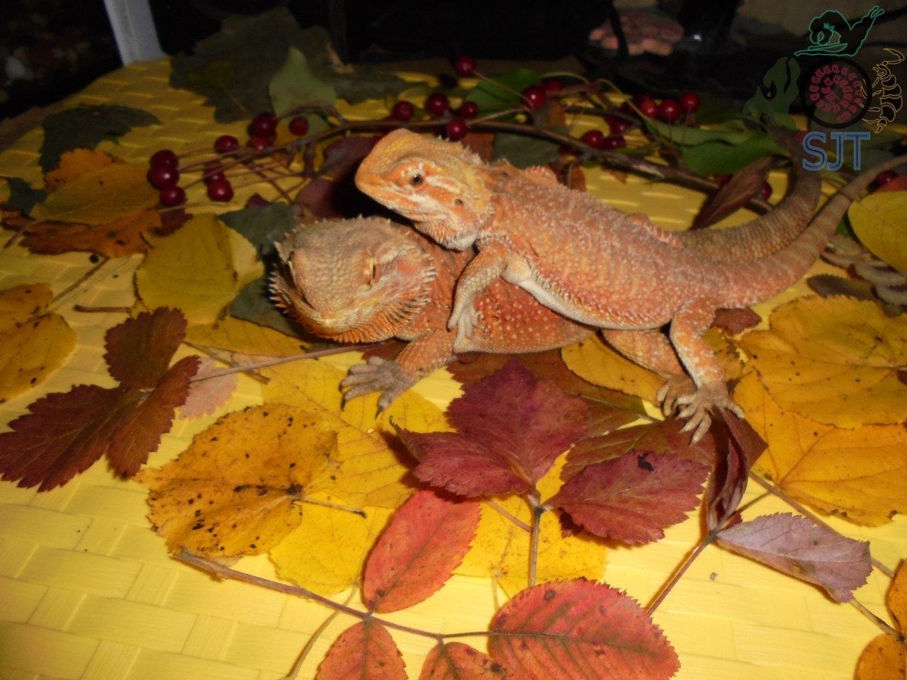 Heading Our animals. - My, Exotic animals, Zoo, Hobby, Heading, Agama, Lizard, Longpost