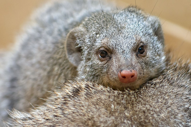 Striped mongoose - 1 part (In nature) - My, , Longpost, Mongoose