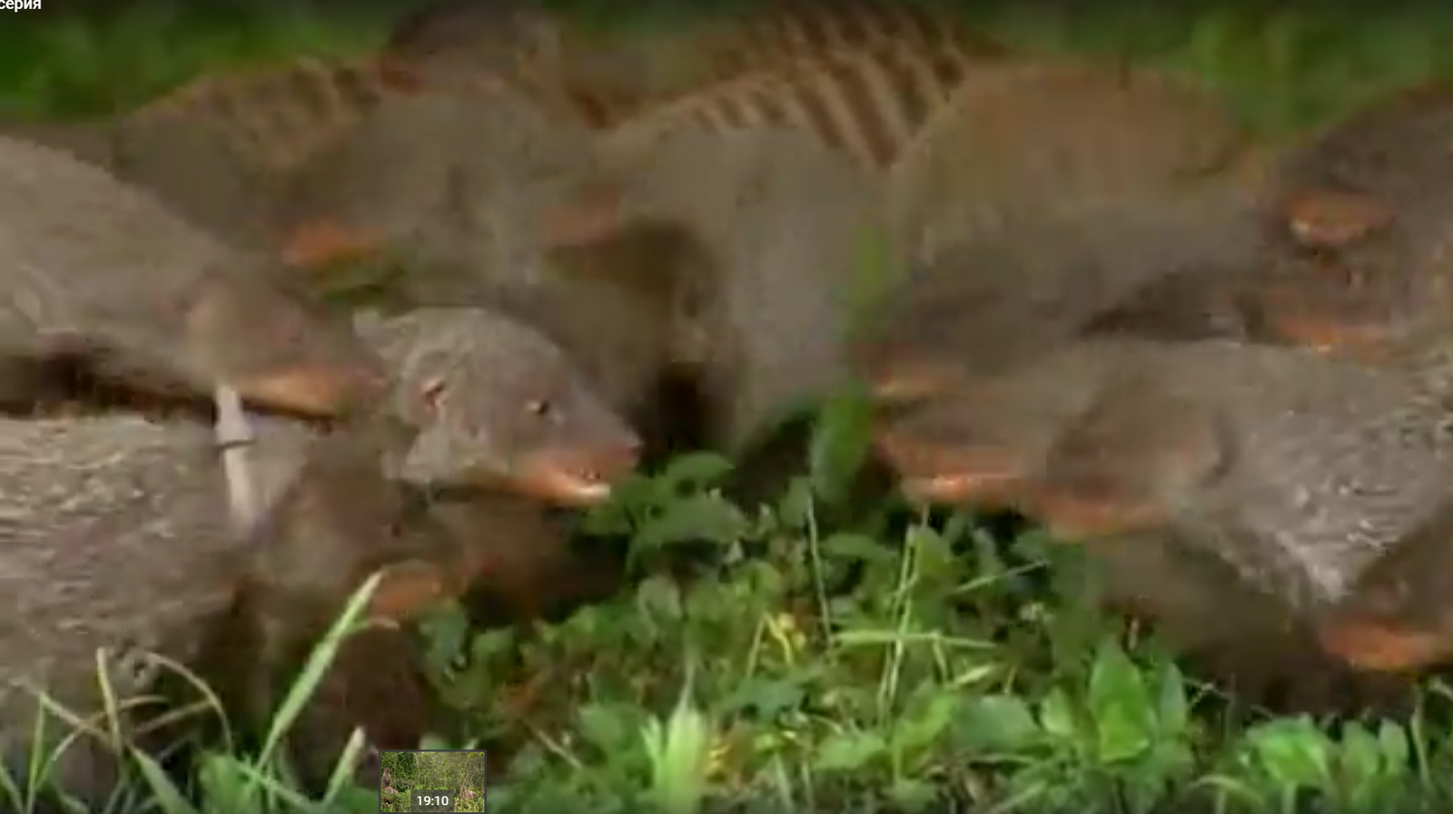 Striped mongoose - 1 part (In nature) - My, , Longpost, Mongoose