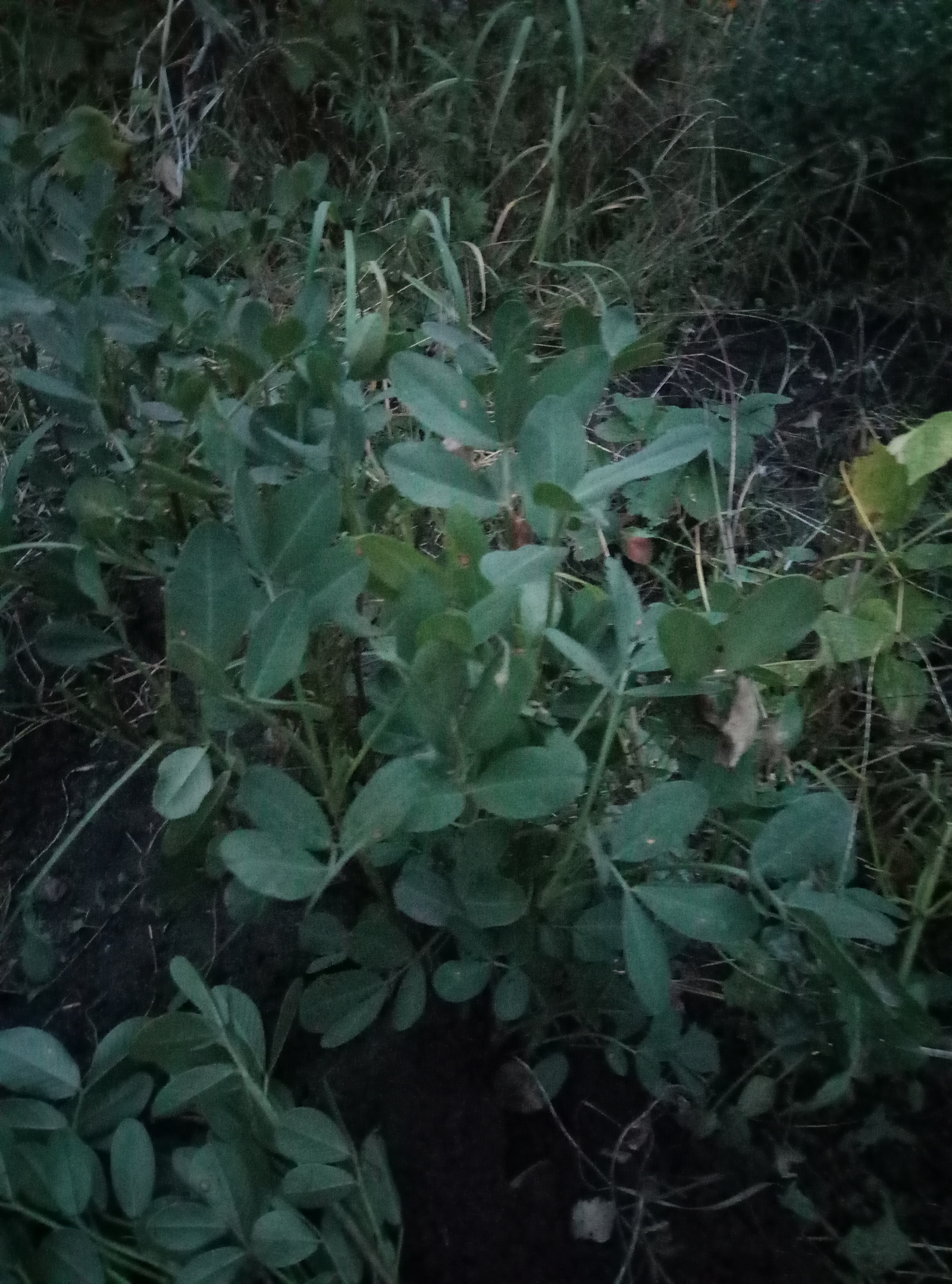 Peanuts in the garden - My, Peanut, Garden, Longpost