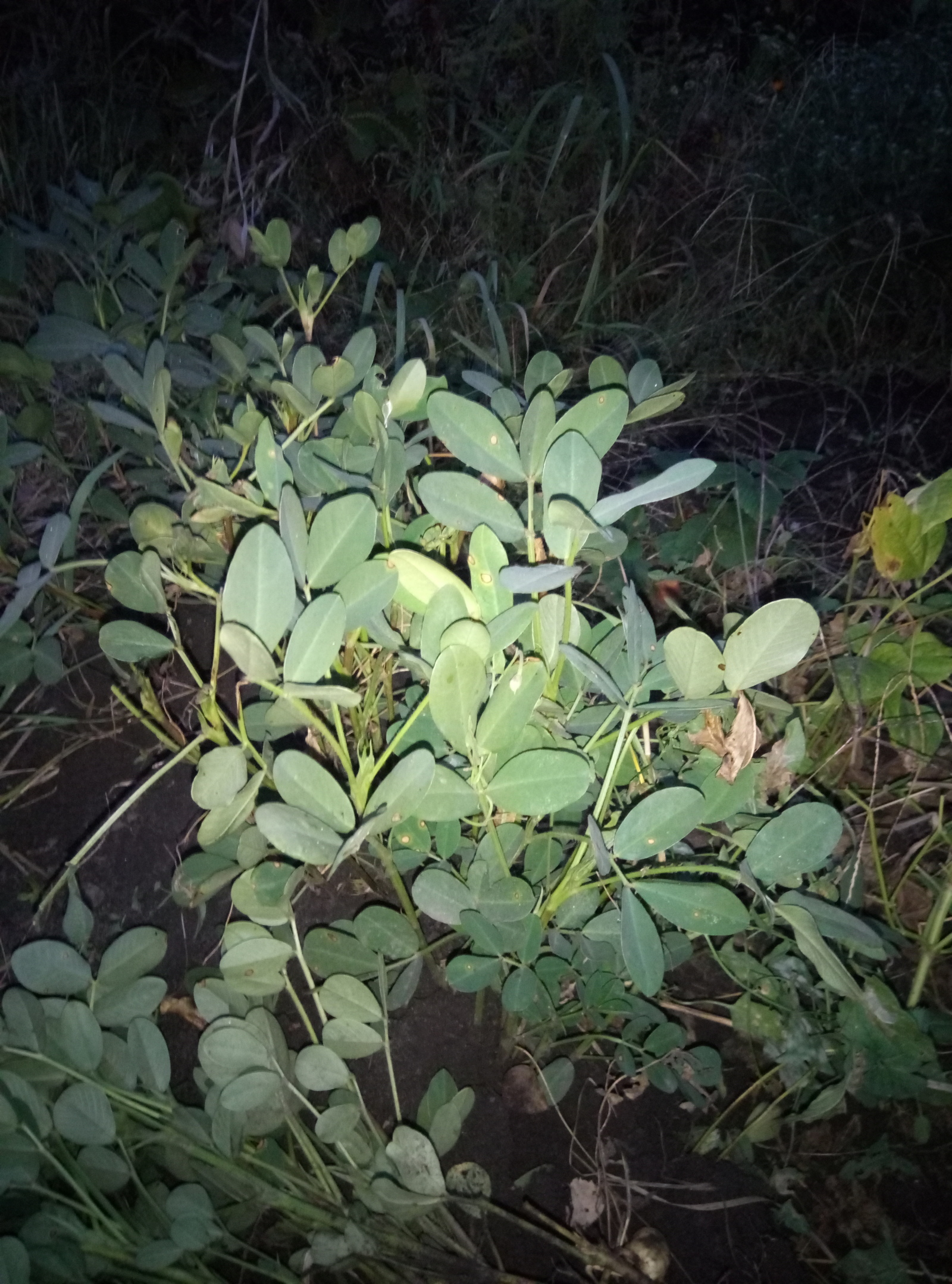 Peanuts in the garden - My, Peanut, Garden, Longpost