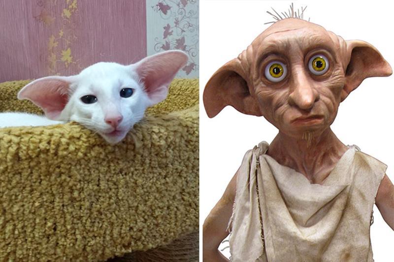 Exactly the same - Dobby, cat, Exactly