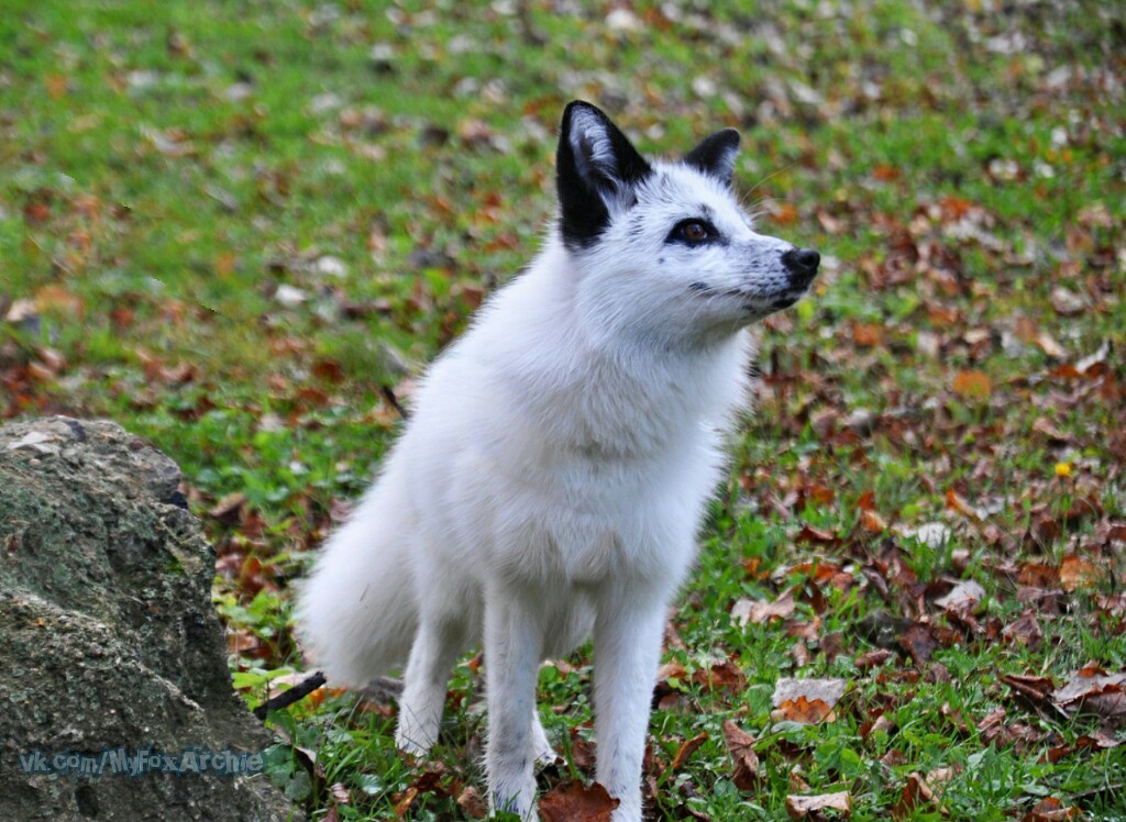 Meet Archie the fox)) - My, Domestic fox, Fox, , Pet, Pets