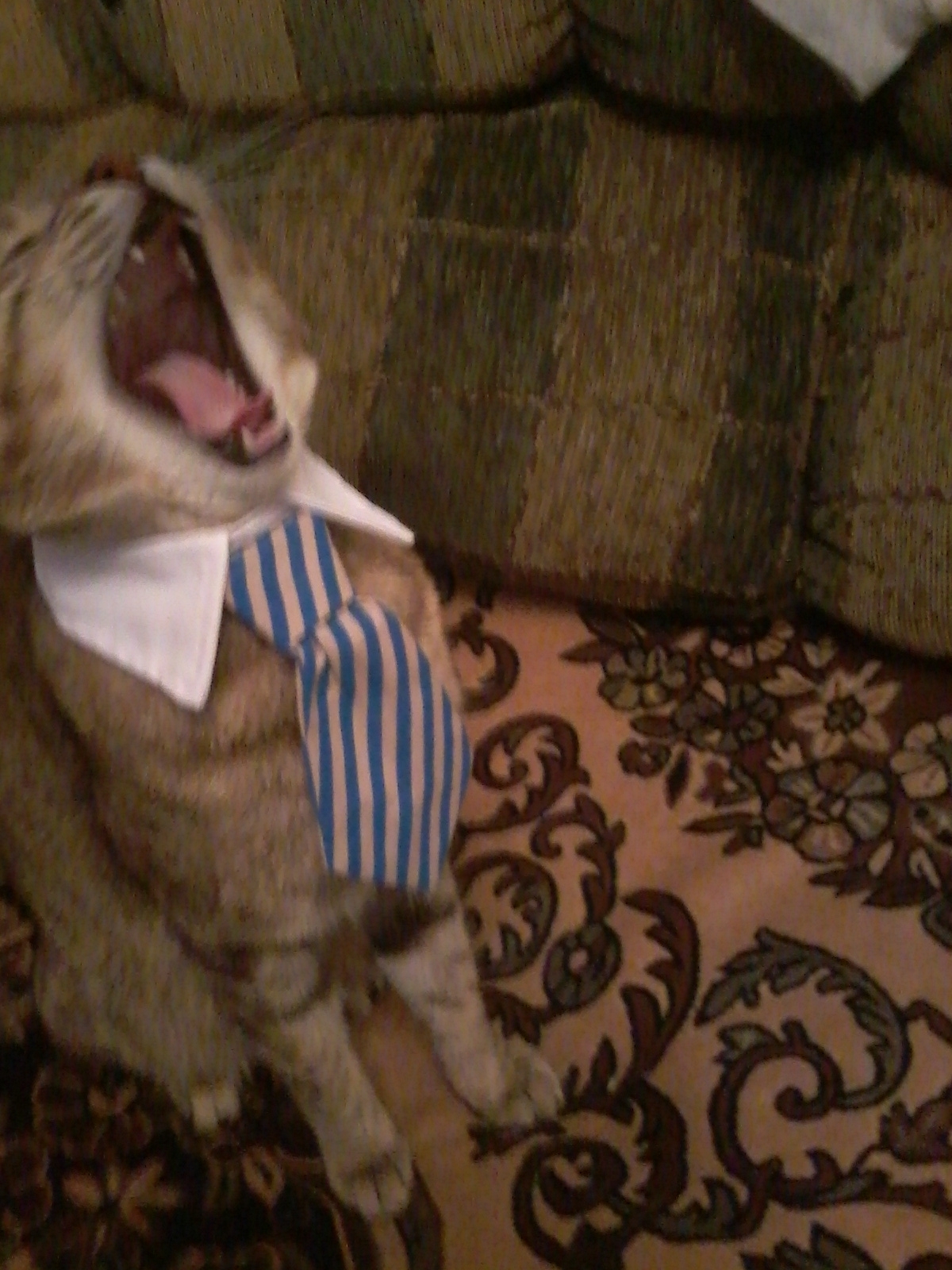 This purchase was worth every penny spent! Lucifer is pleased. - My, cat, Tie, Purchase, Longpost