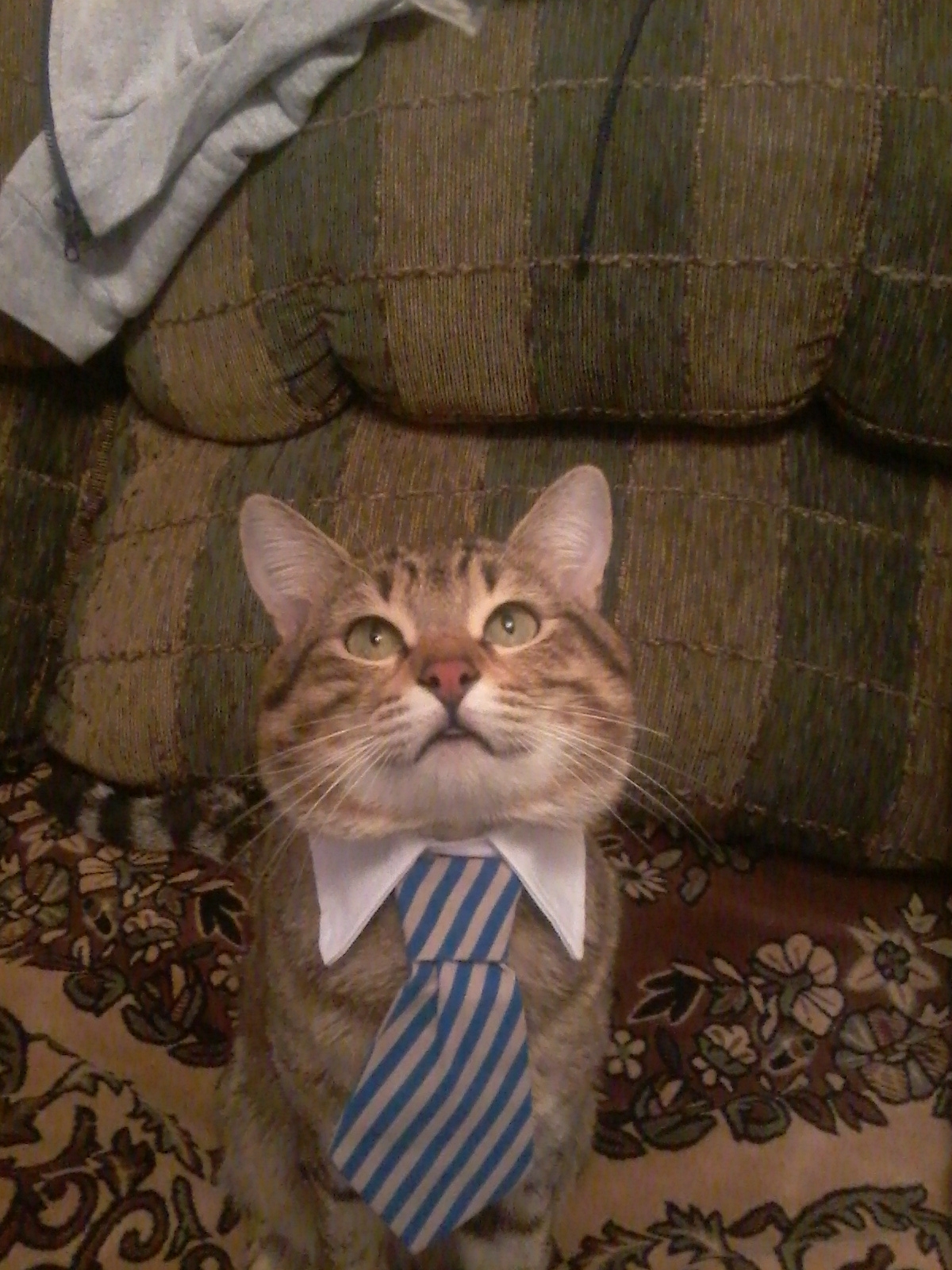This purchase was worth every penny spent! Lucifer is pleased. - My, cat, Tie, Purchase, Longpost