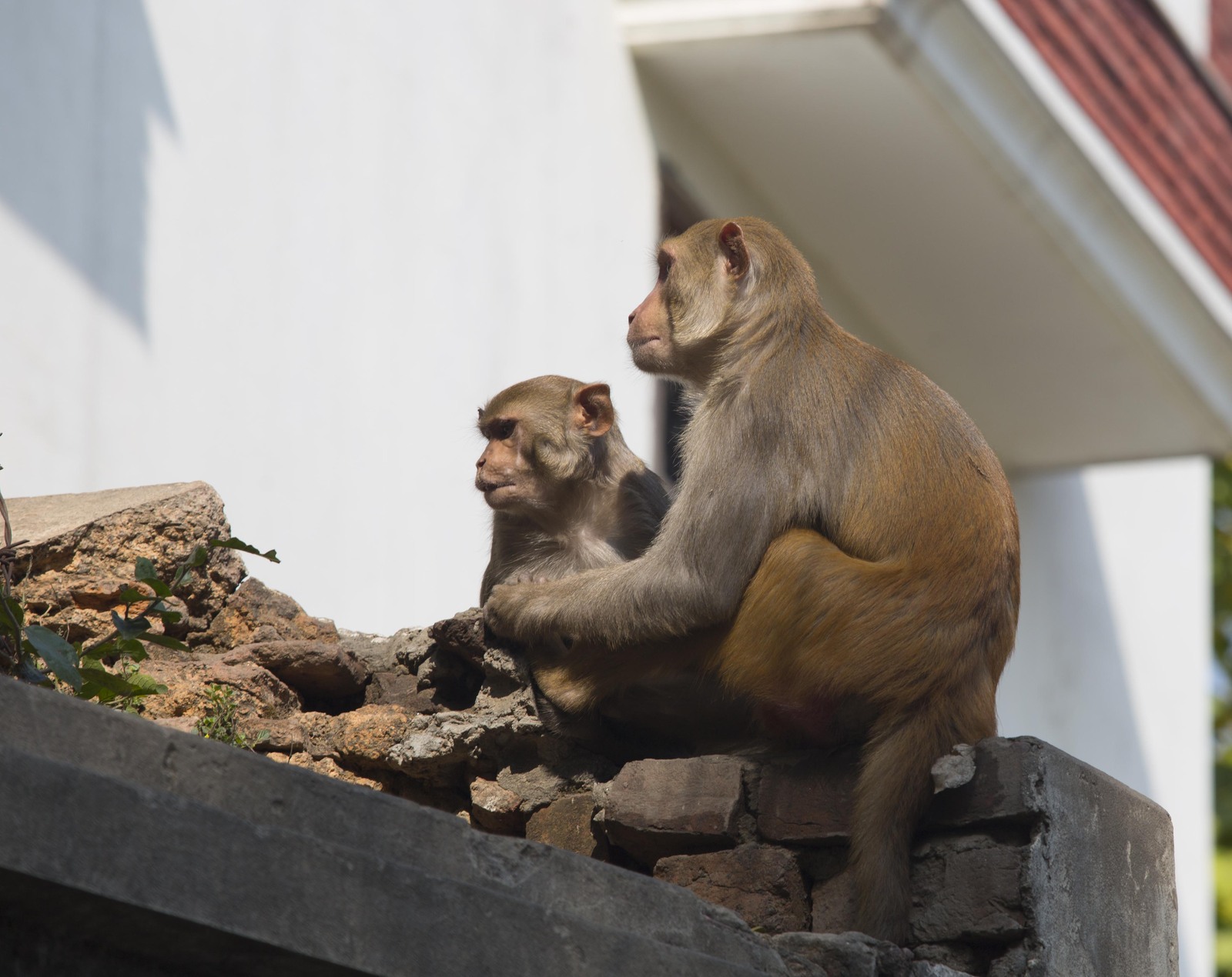 Varanasi. - My, India, Travels, Travelers, The photo, Longpost, Varanasi, , Tourism