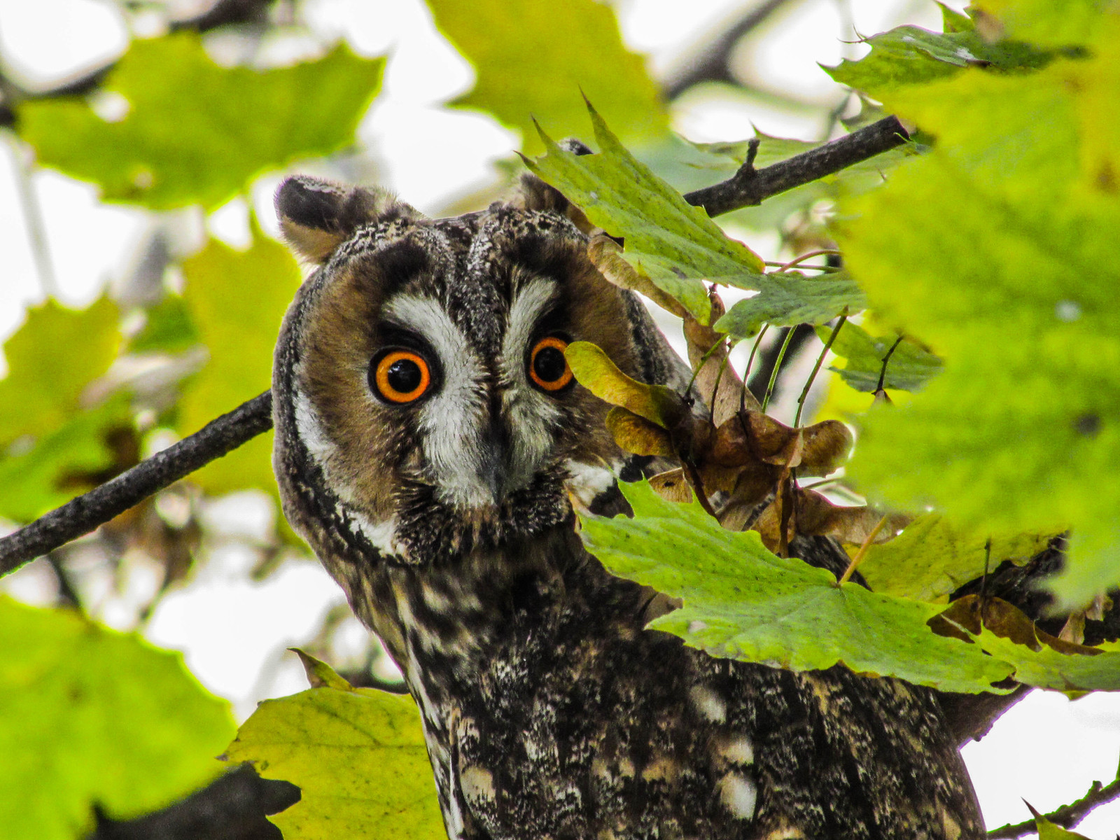 In the morning I looked out the window and saw this beautiful bird :) - My, Owl, Birds, Nature