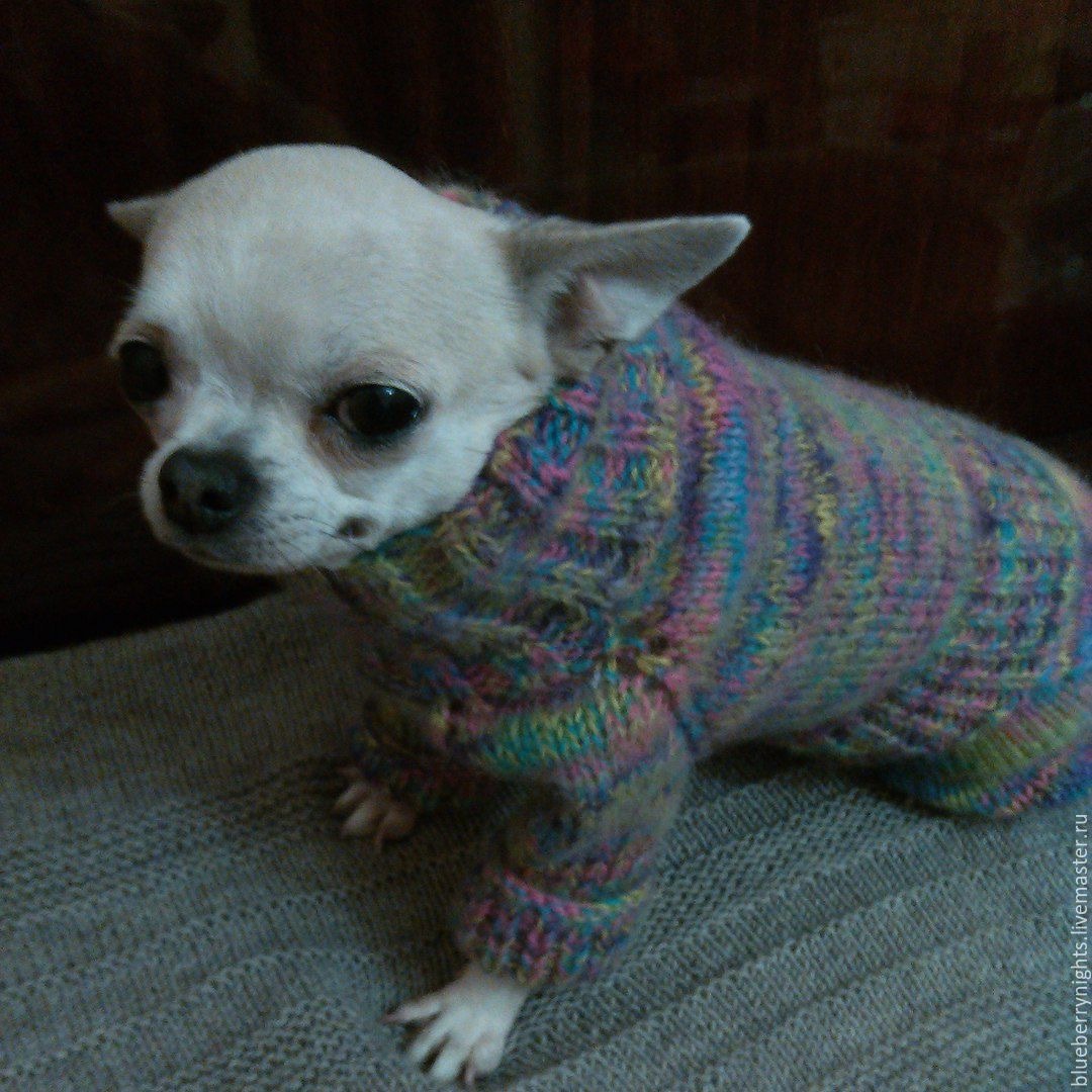 арбалет интерлопер кайман 43 кг. йорктиз или морки. арбалет кобра 43кг. авито луки животные. авито луки животные.