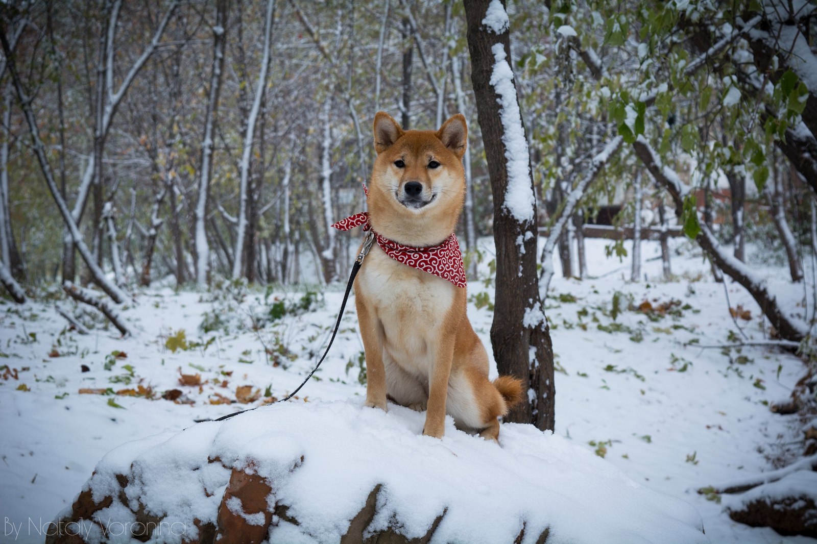 Snow dog. - My, Dog, Shiba Inu, , Shiba, Redheads, Snow, Photo, The photo