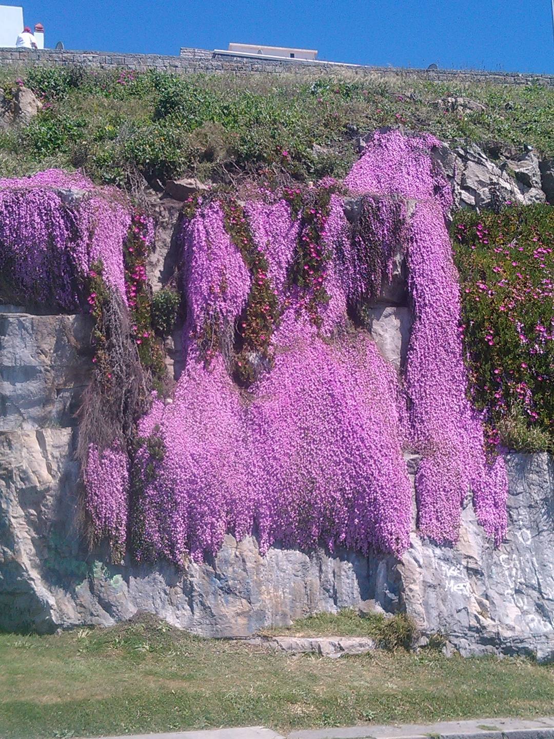 Spring in Argentina - Argentina, Mar del Plata, Cover, Plants, Longpost