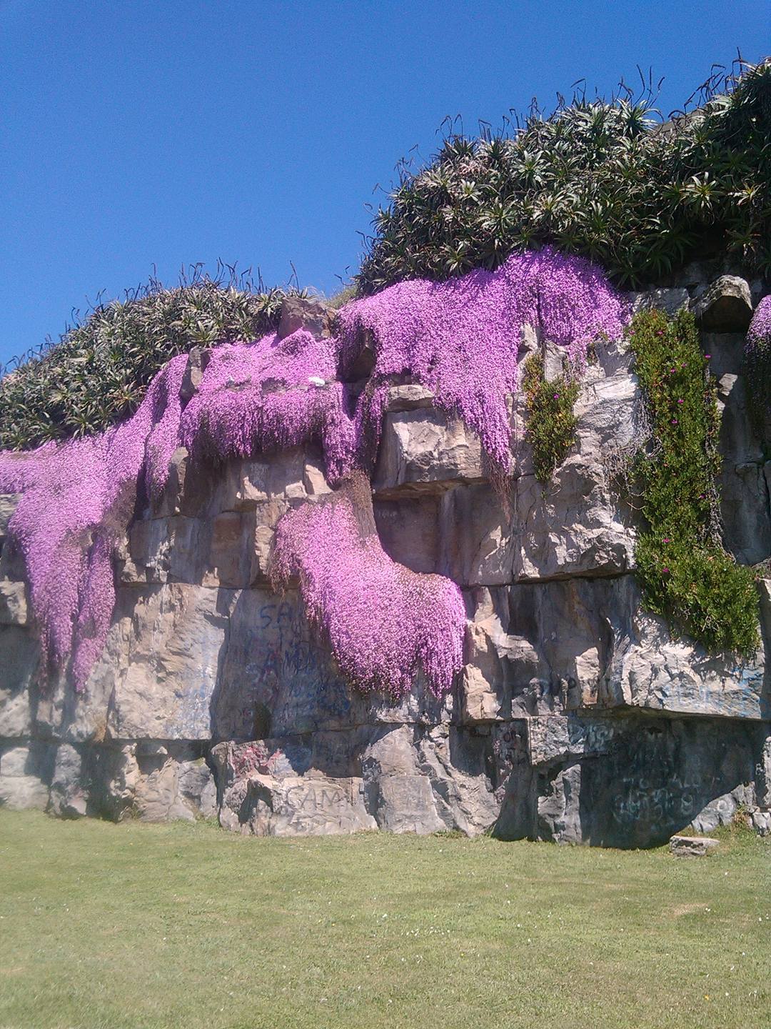 Spring in Argentina - Argentina, Mar del Plata, Cover, Plants, Longpost