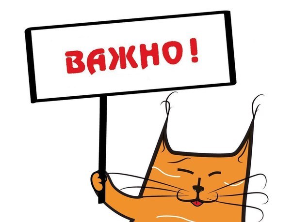 Котоленд - Моё, Кот, Приют, Помощь, Липецк, Доброта