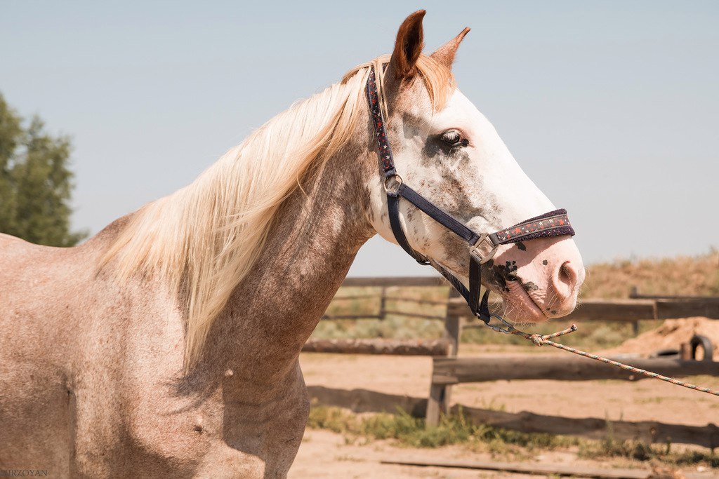 Second chance - Horses, Horses, The rescue, Pony, Longpost