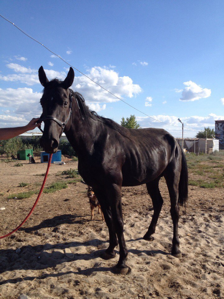 Second chance - Horses, Horses, The rescue, Pony, Longpost