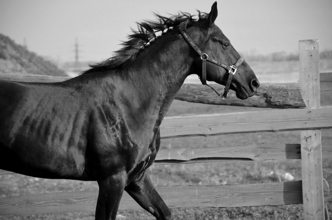 Second chance - Horses, Horses, The rescue, Pony, Longpost