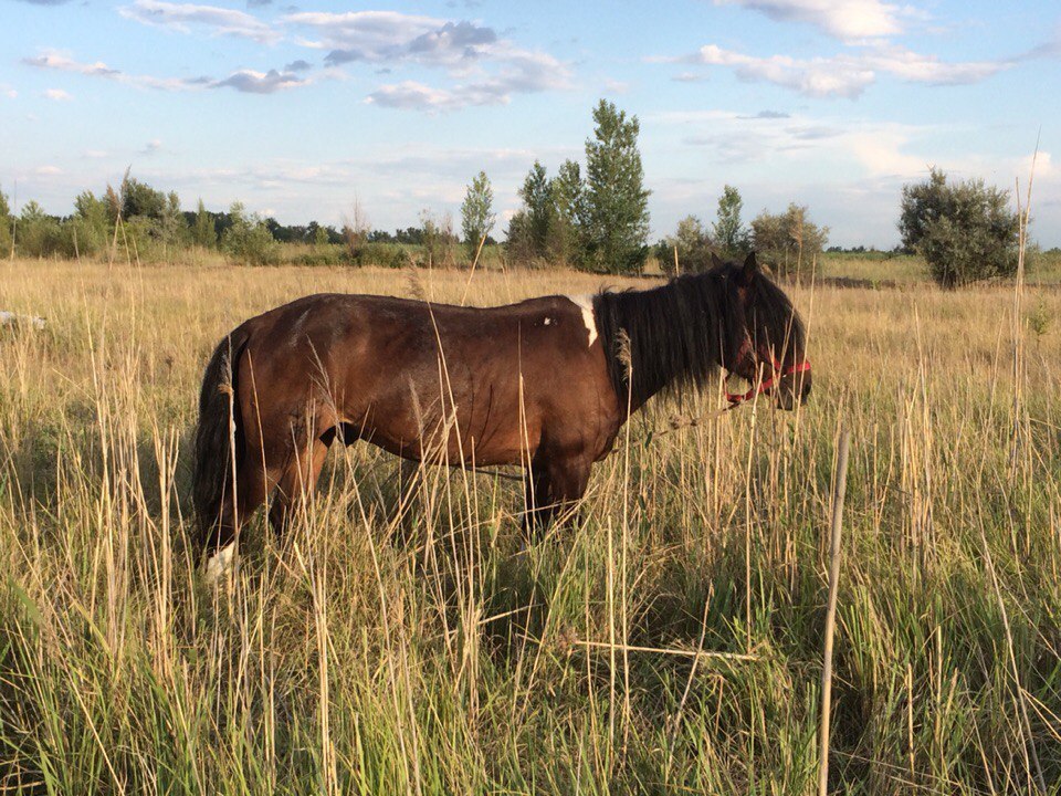 Second chance - Horses, Horses, The rescue, Pony, Longpost