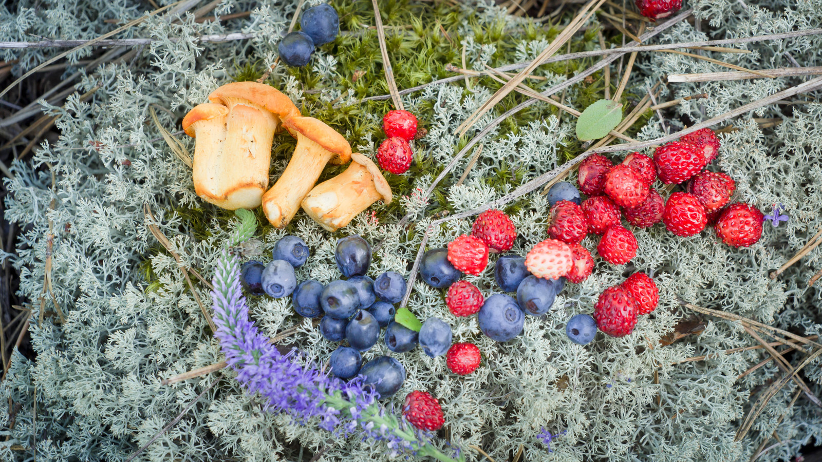 Summer taste - My, Blueberry, Strawberry, Summer, , Berries, Yummy, Longpost