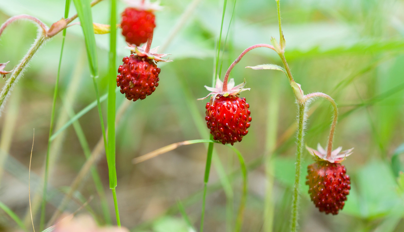 Summer taste - My, Blueberry, Strawberry, Summer, , Berries, Yummy, Longpost