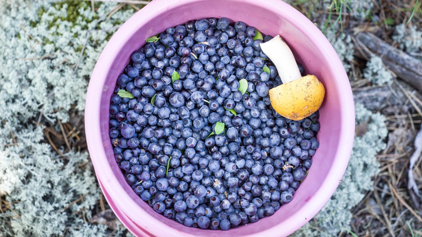 Summer taste - My, Blueberry, Strawberry, Summer, , Berries, Yummy, Longpost