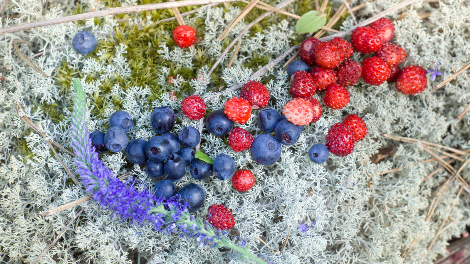 Summer taste - My, Blueberry, Strawberry, Summer, , Berries, Yummy, Longpost