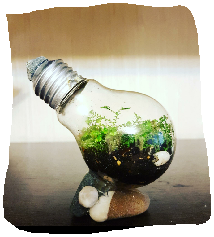 Autonomous terrarium - , , Longpost